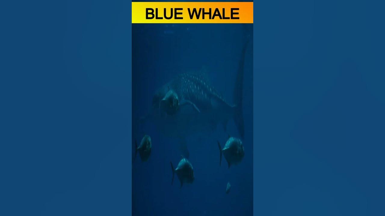 Biggest Blue whale ever/blue whale real sound /facts world with sadia #