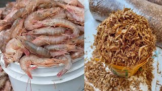Millions Crawfish Harvesting and Processing - Crayfish Farm and Harvest - Crawfish Process Factory Millions Crawfish Harvesting And Processing How Crayfish Are Farmed And Harvest