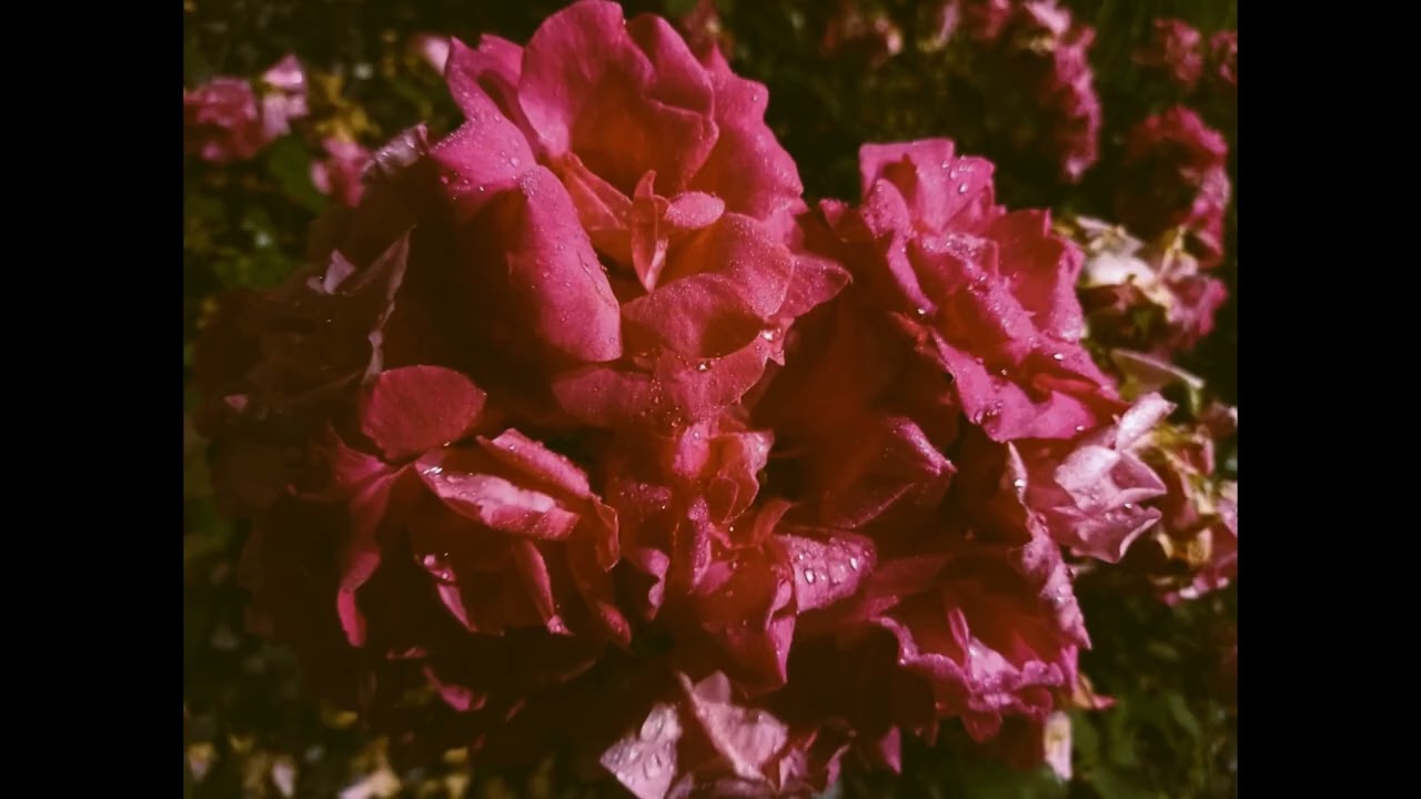 "Poupée de cire" (S. Gainsbourg) ‐ Réalisée avec Clipchamp   2023 07 04T215938 078