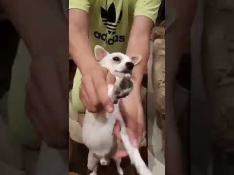 رقص كلبى على واحده ونصف