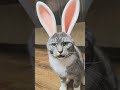 Что с этой кошкой! 🐱 У неё уши зайца и хобот слона! 😂 Приколы с котами #shorts
