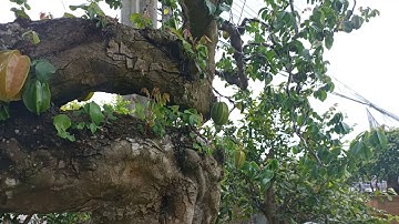 Cây khế bonsai - Những cây khế đẹp trong vườn cây cảnh A Tèo - Sinh Vật Cảnh official.