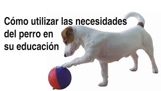 CÓMO UTILIZAR LAS NECESIDADES DEL PERRO EN SU EDUCACIÓN