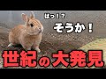 うさぎ史に残る大発見をしてまったうさぎ