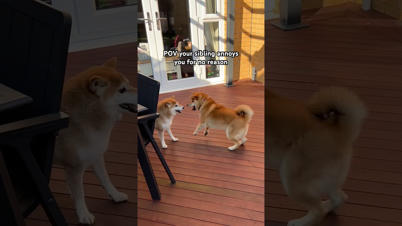 Shiba used Tail Whip. It was super effective. #cutenessoverload