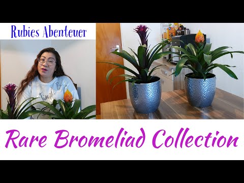 Video: Rastline Iz Družine Bromeliad