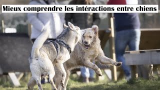 Comprendre Son Chien Dois Je Arrter Le Contact Ou Le Laisser  Mieux Grer Les Interactions