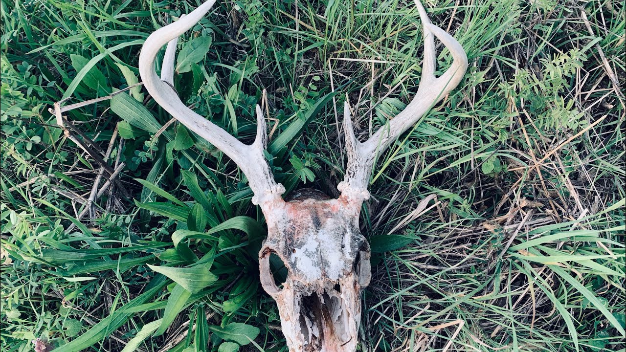 “Old Moonshine Still, Maya Blue, A Dead Head & Arrowhead Hunting North