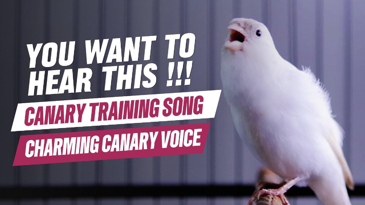 Curated visual reference: Visual Reference: Canary Singing Birds Sounds At Its Best