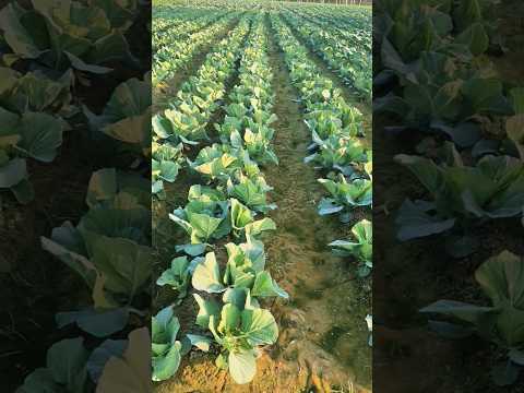 Gobhi forming #farming