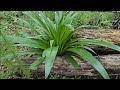 Las plantas bonitas del monte  en Alabama