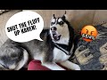 Husky YELLS At Owner | She Made A Mess!