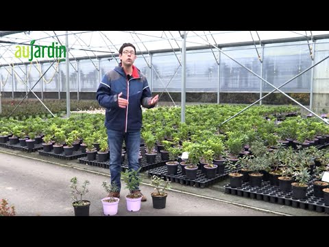 Vidéo: Daphne Plant Care - Comment faire fleurir les daphnés d'hiver