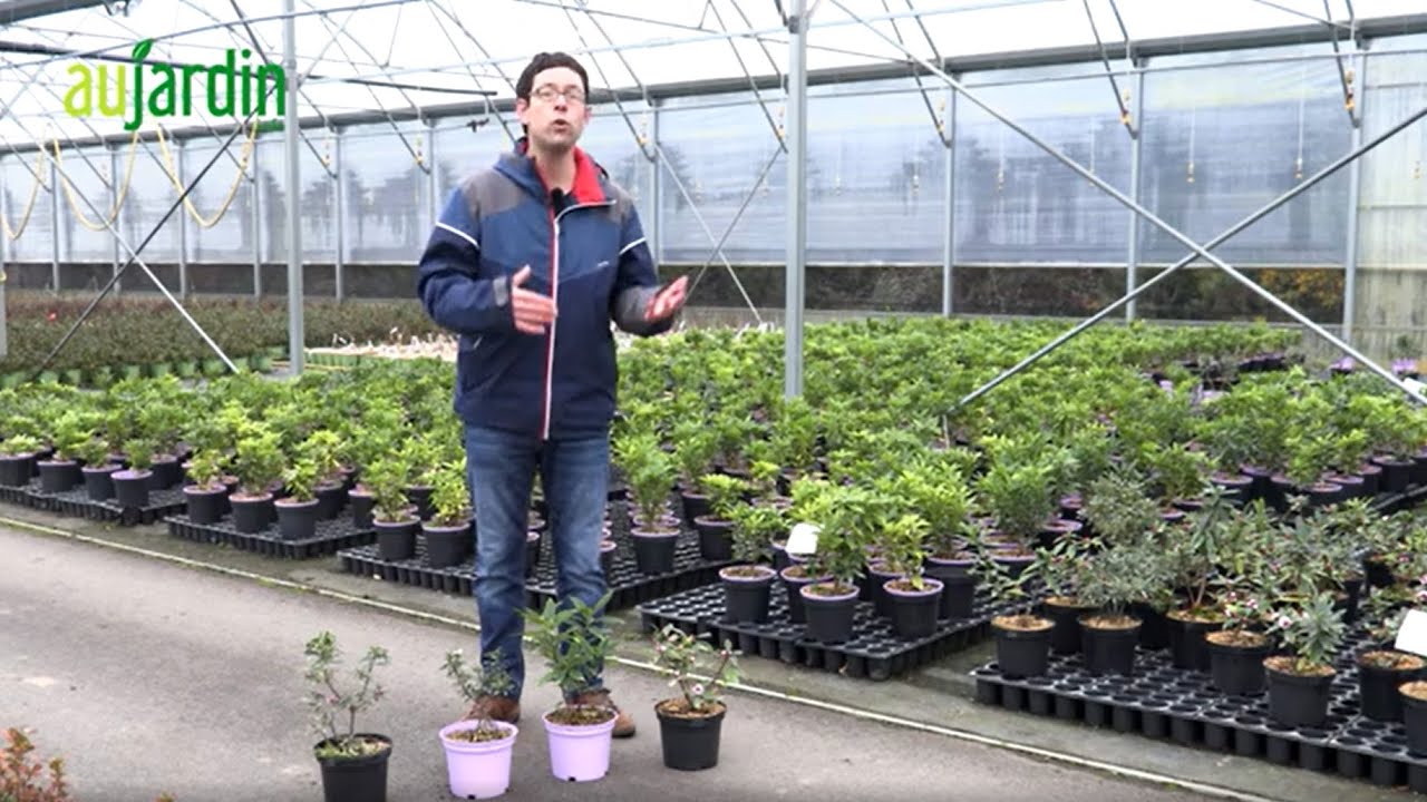 Les DAPHNÉS, des ARBUSTES au PARFUM EXTRAORDINAIRE - conseils de culture