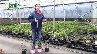 Daphne Shrubs With An Extraordinary Fragrance - Growing Tips