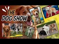 The Most Unbelievable Dog Show In India #dogshow #viral