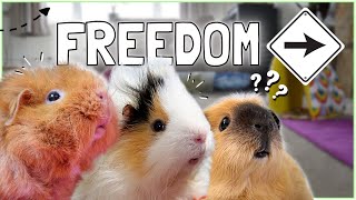 How to Free Roam Your Guinea Pigs the RIGHT Way! (no carpet mess!)