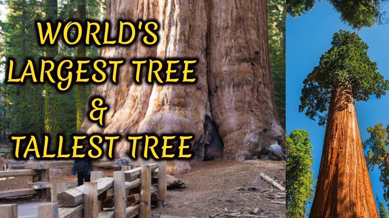 World s Largest Tree And Tallest Tree Giant Sequoia And Hyperion Tree World s Largest Tree And Tallest Tree Giant Sequoia And Hyperion Tree