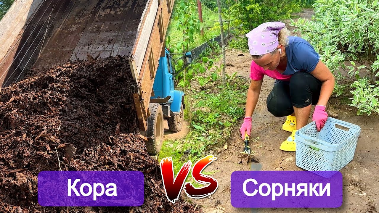 Борьба с сорняками. Геотекстиль, картон, кора, прополка, перекопка земли. Что я выбрала и почему