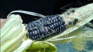 Official Hopi Blue Corn Harvest..
