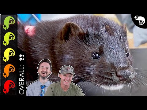 Video: Domesticated Minks ca Animale de companie