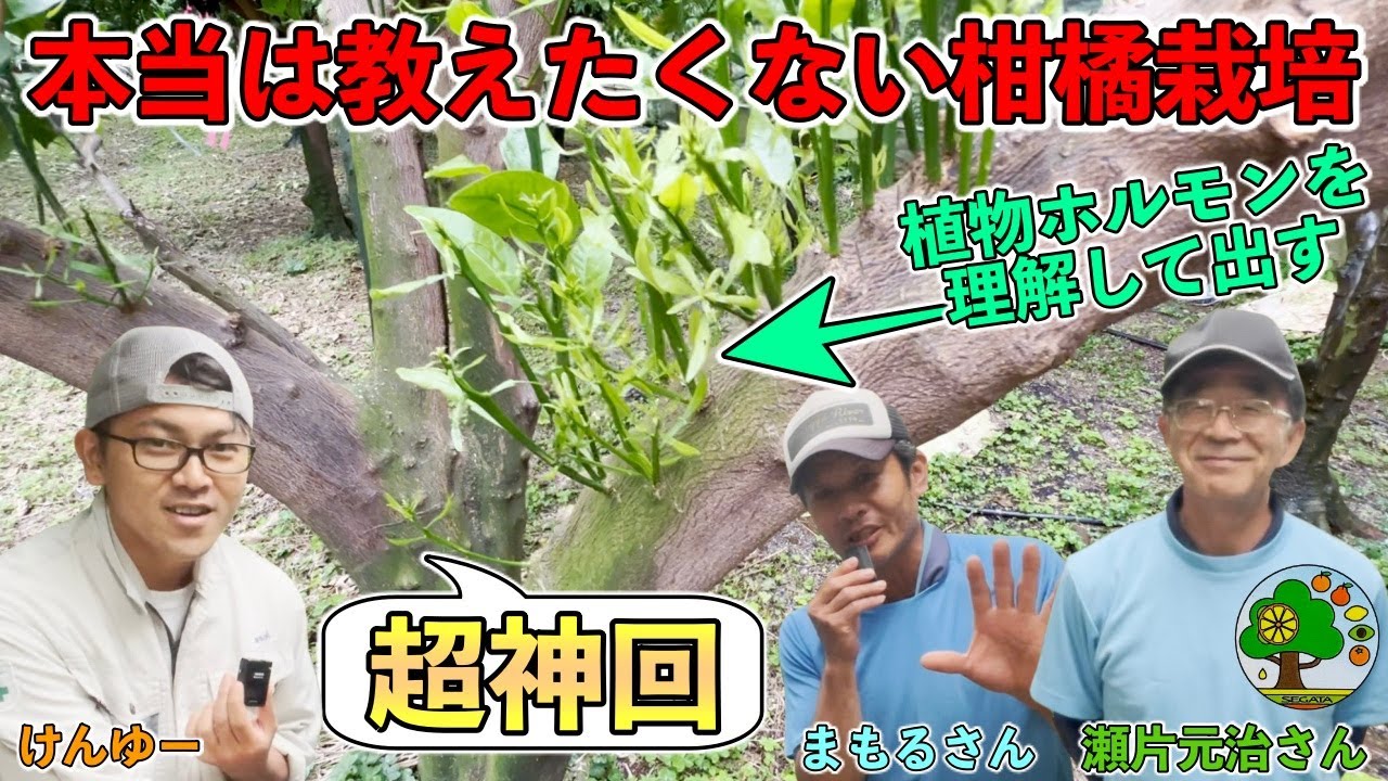 【超神回】有料級の瀬片さん動画！植物ホルモンを徹底理解して変幻自在に木を作る！現代農業でも紹介された柑橘初の芽傷入れ！【せがた農園 瀬片元治さん①】