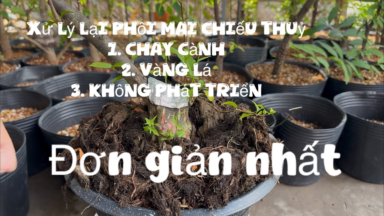 Xử lý lại phôi Mai Chiếu Thuỷ bị lì không phát triển  chia sẻ AE xem vui #bonsai #maichieuthuy 