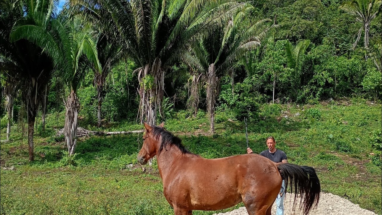 We're going on a cool jungle ride 😎