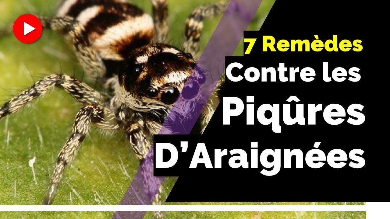 👉 7 REMÈDES NATURELS POUR SOIGNER LES PIQÛRES D'ARAIGNÉES ★★★★★ - YouTube