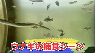 【うなぎ飼育】フナを食べるうなぎ！うなぎの捕食シーン！うなぎ水槽