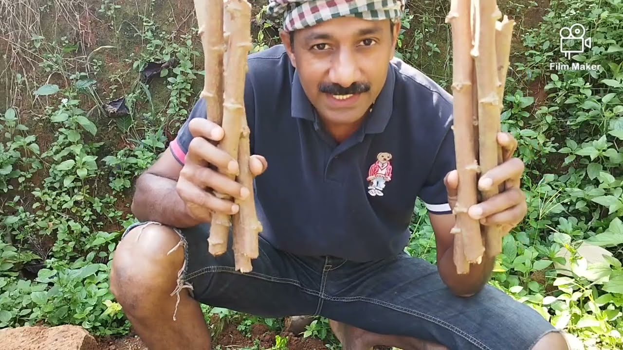 മണ്ണ് മുറിച്ചു വേര് പായും |  കപ്പ ഉരുണ്ട് കായ്ക്കും മണ്ണ് തടുക്കില്ല | 