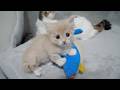 The kittens checking out their very first stuffed animal together with their siblings are so cute...