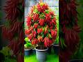 WOW! Great planting Skills to Harvest more Chillies or Peppers #shorts #satisfying #farming