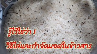 4วิธีกำจัดมอดด้วยสิ่งของในบ้านวิธีไล่มอดในข้าวสาร ใช้ป้องกันมอดได้ด้วย #รู้ไว้ดีมีประโยชน์