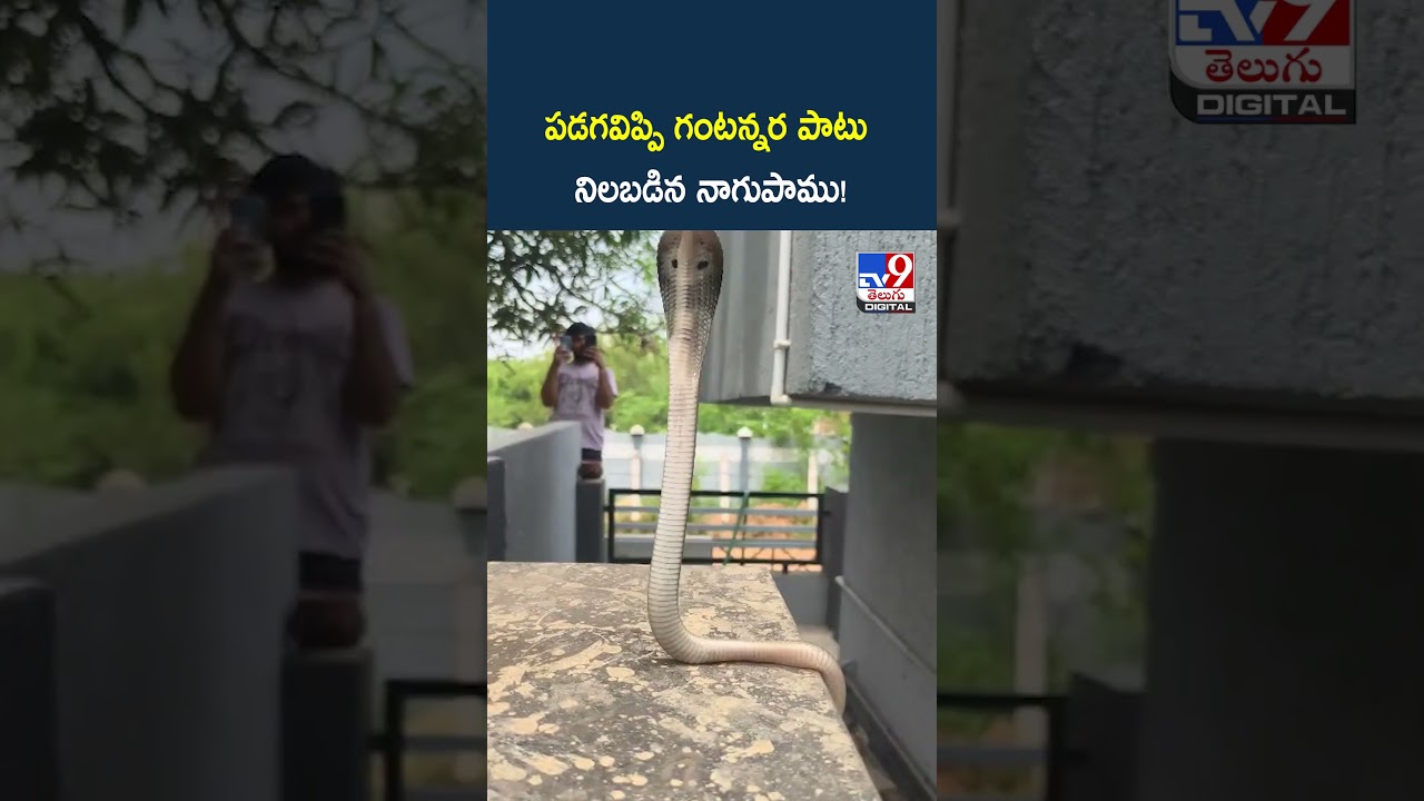 పడగవిప్పి గంటన్నర పాటు నిలబడిన నాగుపాము - TV9