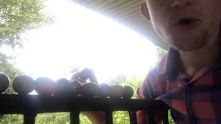 Jocote fruit in the cashew family, seasonal, in Latin America (including Costa Rica) What Are Jocotes