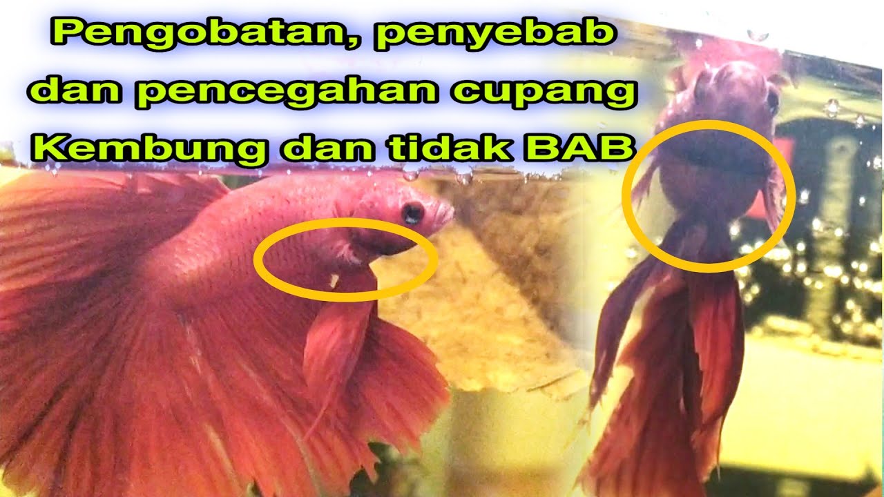 Mengobati, Mencegah dan Penyebab ikan Cupang Kembung dan tidak bisa BAB