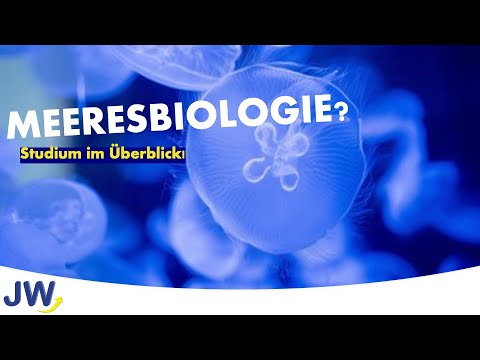 Das Studium der Meeresbiologie im Überblick!
