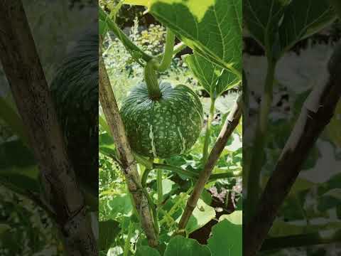 Video: Pumpkin Growing - Paano At Kailan Magtatanim ng Pumpkin Seeds