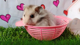 Syrian hamsters are suitable as very tame pets