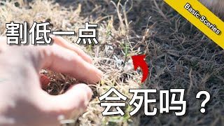 早春将草坪割低一个档 好处多多 - Why Do You Want To Mow Short In Spring | KK和Kathy 的后花园