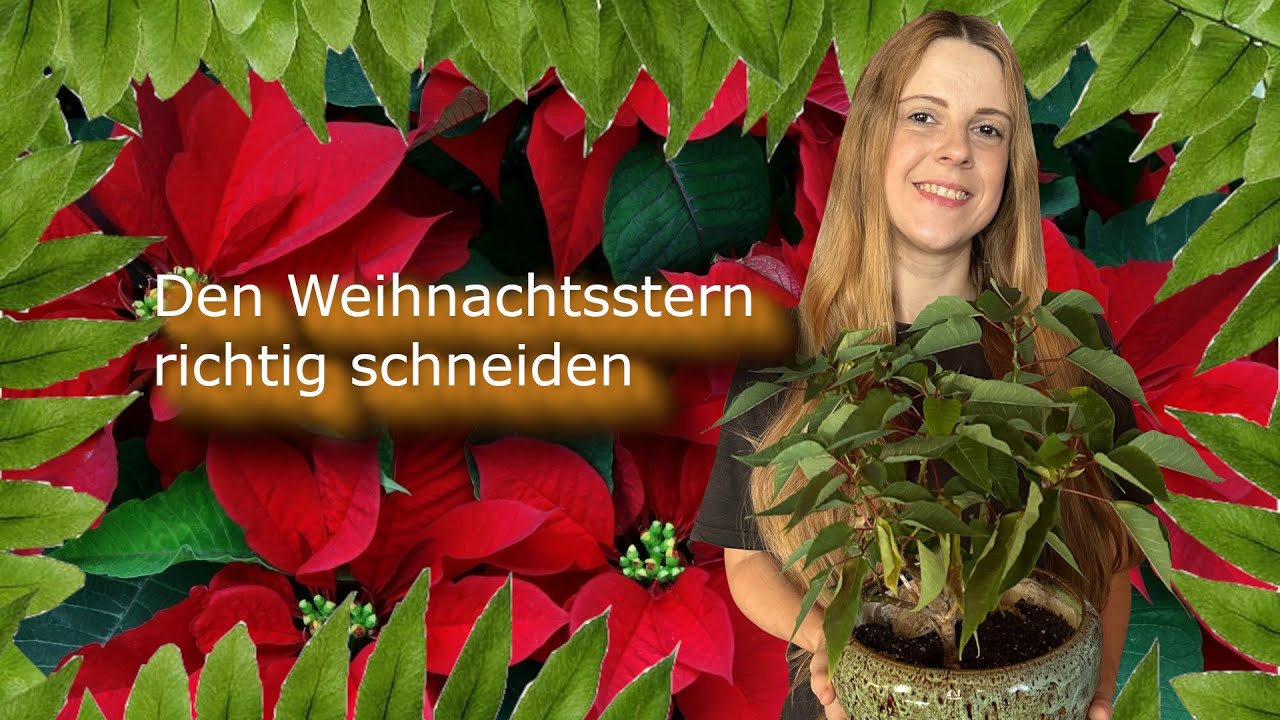 kroton zimmerpflanze Codiaeum 'Mammi' main image 1