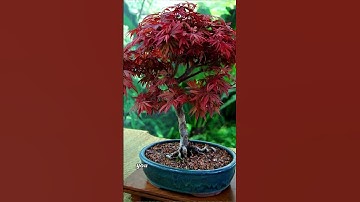 Japanese Maples: The Trees People Obsess Over! 🍁
