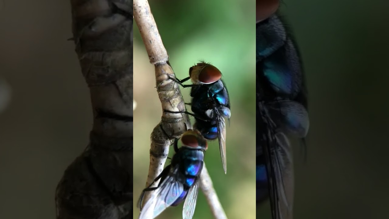 Blow flies 🇧🇷 Brazil