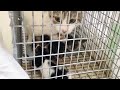【捕獲器のなかで出産した猫】遠くから手術に来てくれる方もいれば、処分してくれと言う人も。
