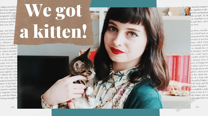 Video 631291: bengal maine coon kitten, maine coon kitten meets, beautiful maine coon kitten, maine coon cross