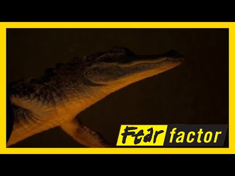 Fear Factor US (Championship - Part 2) Season 2 Episode 19: Swim with Gator  🐊