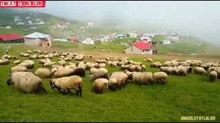 Akkuşlu Meti̇n Kirmizi Gülleri̇n Di̇keni̇ Çoktur & Ci̇mci̇me Yar