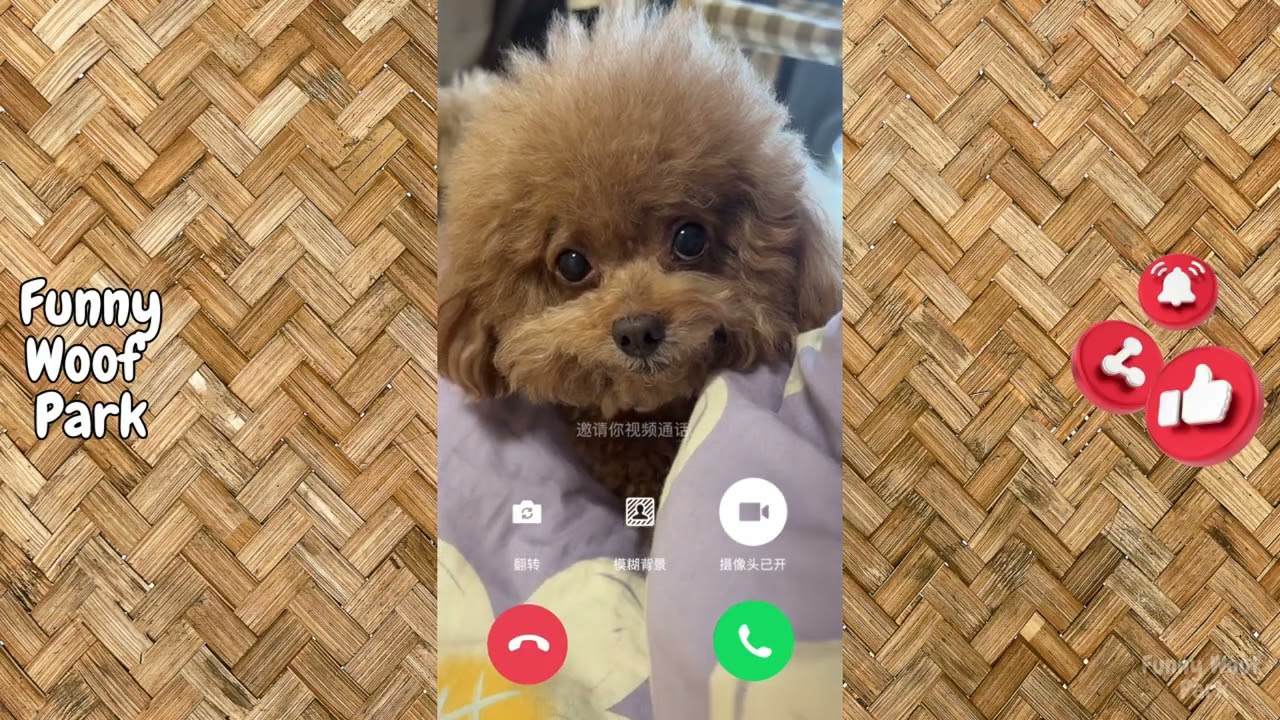 Over-Dramatic Animals Who Deserve an Oscar | Funniest Animal Videos 2025 😂