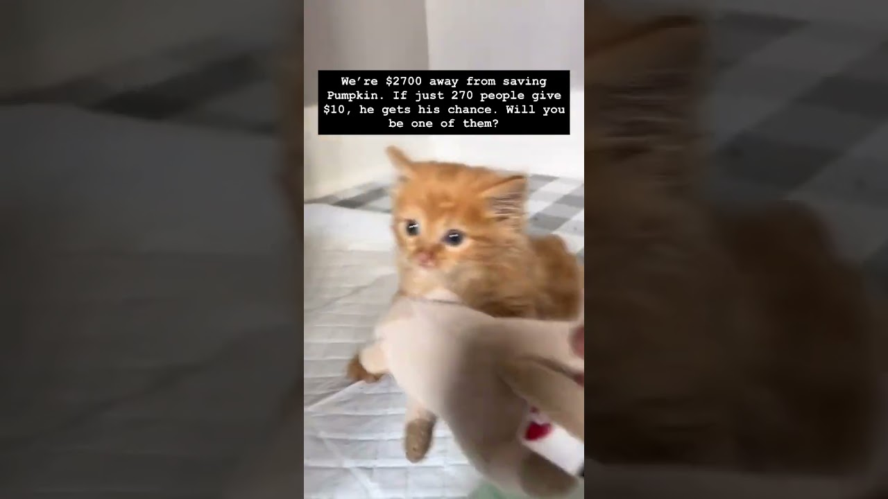 Pumpkin is a disabled cat with suspected paraplegia of his back legs.